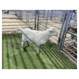 ARBY3833 WHITE EWE 39# P4