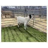 ARBY3835 BROWN WHITE CROSS DOE 39# P5