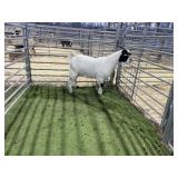 ARBY3840 BLK WHITE DOE 86# P5