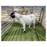 ARBY3838 BLK WHITE DOE 100# P5