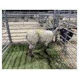 840003221515974 WOOL EWE 68# P27