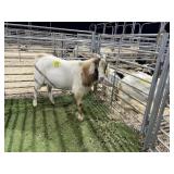 ARBY3885 RED WHITE BUCK 160# P19