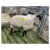 ARBY3501 WOOL EWE 78# P27