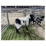 ARBY3897 BLK WHITE BUCK 94# P21