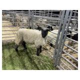840003221515933 WOOL EWE 71# P27