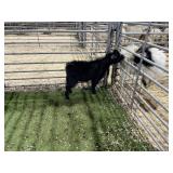 ARBY3884 BLK BUCK 33# P18