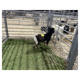 ARBY3900 BLK WHITE BUCK 31# P25