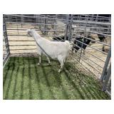 ARBY3891 WHITE DOE 84# P26