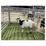 ARBY3889 BLK WHITE DOE 35# P19