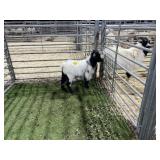 ARBY3883 WHITE BLK HEAD BUCKS 34# P18