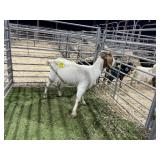 ARBY3892 TRADITIONAL DOE 77# P26