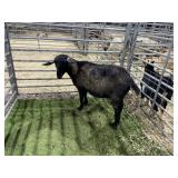 ARBY3887 TRI COLORED DOE 92# P19