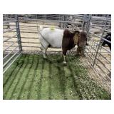 ARBY3890 TRADITIONAL BUCK 132# P26