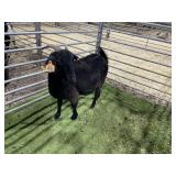 ARBY3888 BLK DOE 100# P19