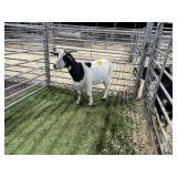 ARBY3896 BLK WHITE DOE 63# P26