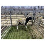 ARBY3514 BLK WHITE RAM 75# P34