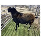 ARBY3515 TRI COLORED EWE EXPOSED 92# P34