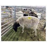 MOFJ7638 BLK WHITE EWE EXPOSED  105# P30