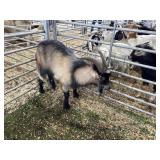 ARBY3584 TRI COLORED BUCK 68# P60