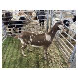 ARBY3585 DAPPLED NANNY 55# P59