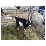 ARBY3598 TRI COLOR BUCK 24# P33