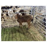 ARBY3595 RED BLK DOE 51# P59