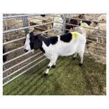 ARBY3587 BLK WHITE NANNY 97# P59