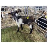 ARBY3589 TRI COLOR BUCK 71# P59