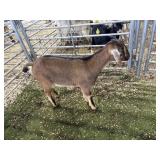 ARBY3592 TRI COLOR DOE 34# P59