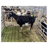 ARBY3594 TRI COLORED DOE 125# P59