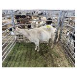 ARBY3590 WHITE DOE 147# P59