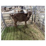 ARBY3588 RED NANNY 79# P59