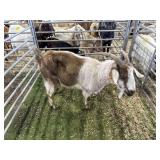 ARBY3586 BROWN WHITE NANNY 78# P59