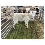 ARBY3591 WHITE DOE 95# P59