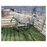 ARBY3830 WHITE EWE 85# P4