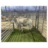 ARBY3829 WHITE RAM 154# P4
