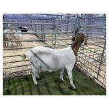 ARBY3828 TRADITIONAL BOER DOE 93# P3