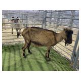 ARBY2187 LAMANCHA DOE 102# P3