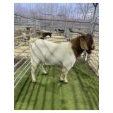 ARBY3827 TRADITIONAL BOER BUCK 143# P3