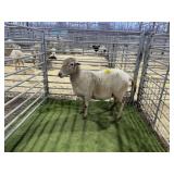 ARBY3831 WHITE EWE 101# P4