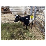 ARBY3601 TRI COLORED BUCKLING 13# P41