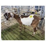 ARBY3611 TRI COLOR DOE 163# P25