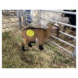 ARBY3603 TRI DOE 10# P41