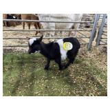 ARBY3602 BLK WHITE DOELING 11# P41