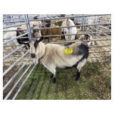 ARBY3606 TRI COLOR DOE EXPOSED 65# P7