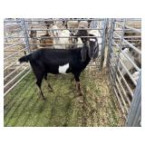 ARBY3608 TRI COLOR WETHER 91# P25