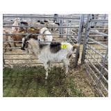 ARBY3605 TRI COLOR BUCK 35# P7