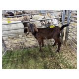 ARBY3013 RED DOE 38# P7