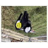 ARBY3604 BLK WHITE DOE 4# P41