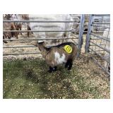 ARBY3600 TRI COLORED BUCKLING 12# P41